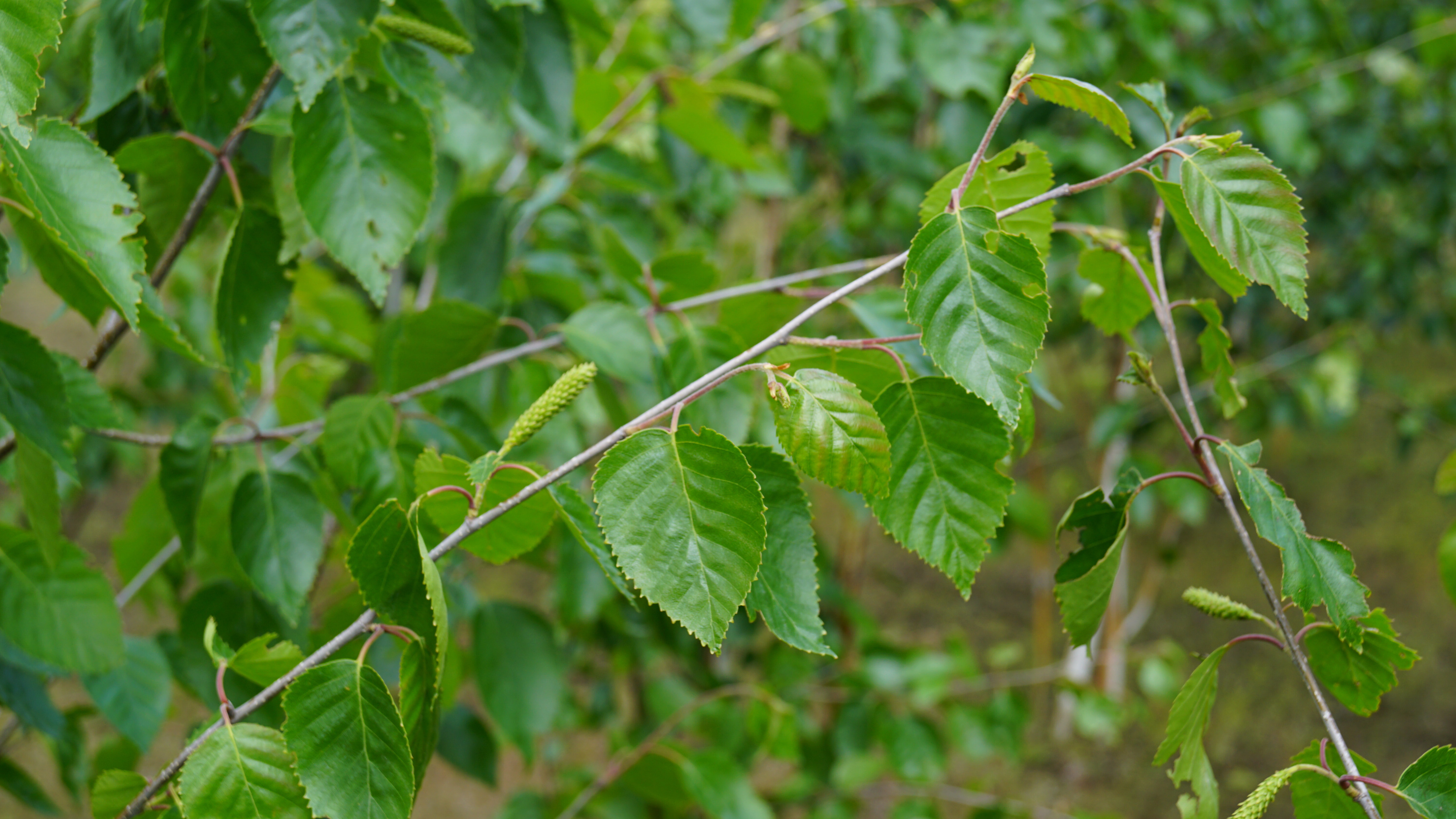 Betula utilis 'Doorenbos' (4)